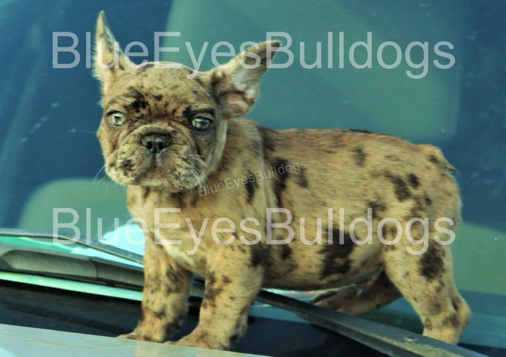 The costs of French Bulldogs